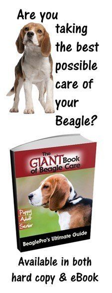 Healthy treats for beagles sale